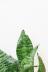 サンスベリア ハニーゼブラ　ワイルドな葉!あまり出回らない希少種なので、ぜひこの機会に!