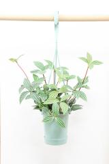ペペロミア プテオラータ　軽量で扱いやすいプラスチック製の吊り鉢タイプ!多肉質な葉がとてもかわいい♪