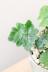 ドリオプテリス　日陰にもとても強く育てやすい観葉植物です!