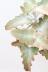 ベハレンシス　個性的な葉が特徴の人気の観葉植物です!