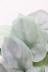 スキンダプサス オルモストシルバー　葉の模様がとても個性的で美しい観葉植物です!