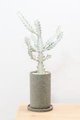 ユーフォルビア ラクティア ホワイトゴースト　個性的はフォルムの多肉植物。希少な観葉植物