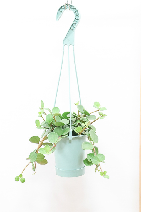 ペペロミア ホープ　飾りやすい吊り鉢タイプ!多肉質な葉がとてもかわいい♪