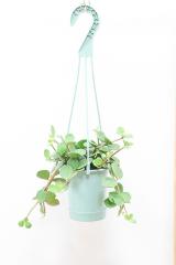 ペペロミア ホープ　飾りやすい吊り鉢タイプ!多肉質な葉がとてもかわいい♪
