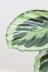 カラテア シャインスター　カラフルな葉色がとても美しい観葉植物です!