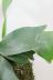 コウモリラン ネザーランド　個性的なフォルムがインテリアにぴったりの観葉植物!