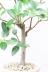 フランスゴム　お手頃サイズの樹形。肉厚のかわいい葉っぱが特徴の観葉植物です。