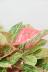 アグラオネマ ナイトスパーク　個性的な葉の模様がとても美しい観葉植物です!