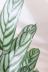 クテナンテ セトサ　カラフルな葉色がとても美しい観葉植物です! この植物の葉は柔らかく繊細なため、画像のような傷がある場合があります。ここから枯れてきたりすることはなくあくまで見た目の問題ですが、ご了承のうえ、ご購入ください。