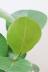シーグレープ　まん丸の葉っぱがとてもかわいい人気の観葉植物です! 