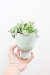 ディスキディア  オバタ　ミニミニサイズ。育てやすく水やりが少なくてい観葉植物です!