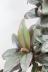 コルジリネ パープルコンパクター 葉色がとても美しくて育てやすい観葉植物です! 