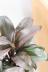 コルジリネ パープルコンパクター 葉色がとても美しくて育てやすい観葉植物です! 