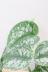 スキンダプサス トレビー　葉の模様がとても個性的で美しい観葉植物です! 