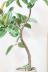 フィカス・ソフィア　スタイリッシュでボリュームのある樹形。丈夫で育てやすいのでおすすめ!! 生産者さんが長い時間をかけて仕立てたカッコいい形の幹です!!スタイリッシュな植物をお探しの方にはおすすめ♪