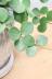ペペロミア ホープ　かわいいミニミニサイズ。育てやすい多肉植物です!!