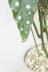 ベゴニア マクラータ　個性的な葉の模様がステキな観葉植物です!