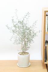 ソフォラ プロストラータ　ミニミニのかわいい葉っぱがかわいい!育てやすい観葉植物!