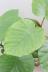 ウンベラータ　ハート形の葉が美しく、インテリアに人気の観葉植物!!