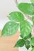 ステレオスペルマム　さわやかな葉色が人気の観葉植物です!