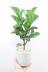 カシワバゴム　個性的な幹のカーブが美しい人気の観葉植物です! 