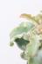 ベハレンシス ミニマ　個性的な葉が特徴の人気の観葉植物です! 