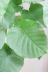 ウンベラータ　ハート形の葉が美しく、インテリアに人気の観葉植物!! ウンベラータの葉っぱはまんまるでかわいい♪