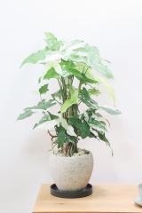 シンゴニウム フレンチマーブル　爽やかな色合いがカッコイイ育てやすい観葉植物です!