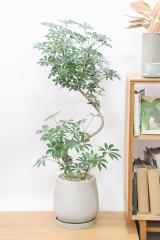 シェフレラ コンパクター　存在感のある大きさ。とにかく丈夫で育てやすい観葉植物!!
