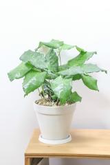 カラテア ムサイカ　扱いやすいプラスチック鉢。カラフルな葉色がとても美しい観葉植物です!