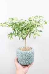シェフレラ ジェニーネ　幹のスタイルがとてもカッコイイ人気の観葉植物です!!