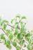 ベンジャミン シタシオン　くるくるの葉の斑入りバージョン!ステキな観葉植物! 