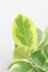 アルテシマ　しっかりとした幹!葉色がとても美しく、丈夫で育てやすい!インテリアにおすすめ! イエロー&グリーンのとても明るい葉っぱなので贈り物にも大人気のアルテシマ!