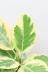 アルテシマ　しっかりとした幹!葉色がとても美しく、丈夫で育てやすい!インテリアにおすすめ! イエロー&グリーンのとても明るい葉っぱなので贈り物にも大人気のアルテシマ!