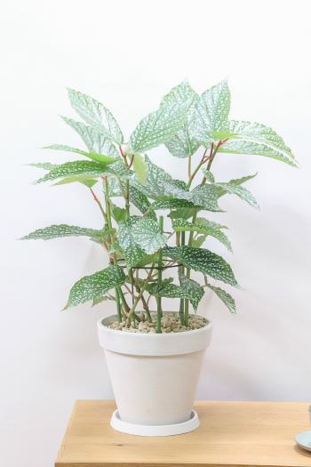 ベゴニア シルバードット　手軽な樹脂製のPOT。個性的な葉の模様がステキな観葉植物です!