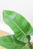 フィロデンドロン インペリアルグリーン　葉色がとても美しく、育てやすく丈夫な観葉植物です!
