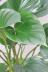 ホマロメナ エメラルドジェム　爽やかな葉色がとても美しい観葉植物です!