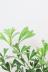 シェフレラ トライアンギュラリス 　木製のプレートがインテリア性を引き出すおすすめの観葉植物です! 名前の由来になっている三角形のかわいい葉です。
質感はしなやかな印象ですが、とても丈夫です!!