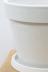 ウンベラータ　軽量で扱いやすいプスチック鉢。しっかりとした幹が美しく、インテリアに人気です!!