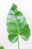 フィロデンドロン ギガンテウム　葉色が美しくて育てやすく丈夫な観葉植物です! 