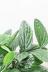 モンステラ ジェイドシャトルコック　葉の模様がとても個性的な観葉植物です!