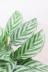 カラテア フレディ　カラフルな葉色がとても美しい観葉植物です! 