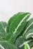 シンゴニウム ブラックベルベット　シックな色合いがカッコイイ育てやすい観葉植物です!