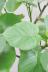 ウンベラータ　ハート形の葉が美しく、インテリアに人気の観葉植物!!