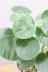 ペペロミア ホバリア　かわいいミニミニサイズ。育てやすい多肉植物です!! 