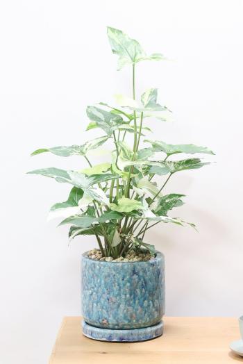 シンゴニウム フレンチマーブル　爽やかな色合いがステキで育てやすい観葉植物です!