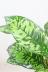 ホマロメナ カモフラージュ　カラフルは葉色がとても美しい観葉植物です! 