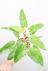 フィロデンドロン ペインテッドレディ　葉色がとても美しく、育てやすく丈夫な観葉植物です!
