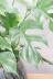 モンステラ ミニマ　葉のフォルムが個性的でインテリアにぴったりの観葉植物!