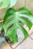 クリザール リーフシャイン600ml　観葉植物の葉を美しくつやつやに保ってくれます!! 葉の表面にほこりや汚れが目立っています。